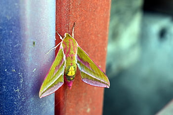 moth, insect, elephant-hawk-moth, colorful, wings, wildlife