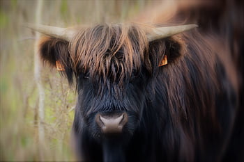mucca, vitello, montanaro, bestiame, pascoli, Manzo, mammiferi, prateria, ruminanti, pelliccia, Scozia