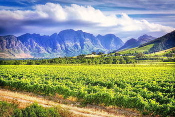 viinitarha, viini, luonto, viininviljely, tie, vuoret, viinirypäleet, viiniköynnös, Stellenbosch, Länsi-viitta, viinintekijä