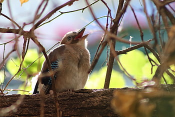 jay, young Bird, beg, songbird, raven Bird, young Animals, hunger, nature, wildlife, bird, hungry