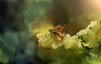 butterfly, insect, nature, butterflies, summer, wings, insects, colorful, macro, yellow, orange