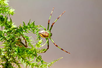 pavouk, pavoukovec, koule, zelený krab pavouk, tkadlec, hmyz, Chyba, arachnofobie, Příroda, volně žijících živočichů, živočišného světa