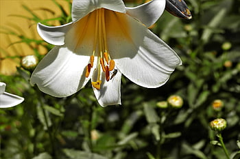 lily, petals, nature, beautiful Flowers, flower, buds, leaves, foliage, flower Background, blossom, flower Wallpaper