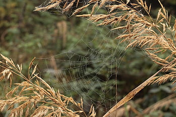 pavučina, ucho trávy, pavoučí síť, pavoučí hedvábí, trávy