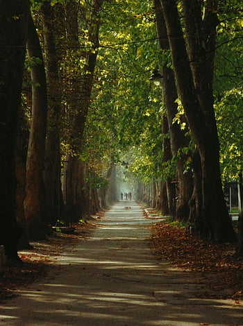 pathway in park, lined with trees, serene sunlit pathway, towering trees, nature lovers, park pathway, tree-lined path, outdoor scenery, peaceful walkway, natural beauty, park trees