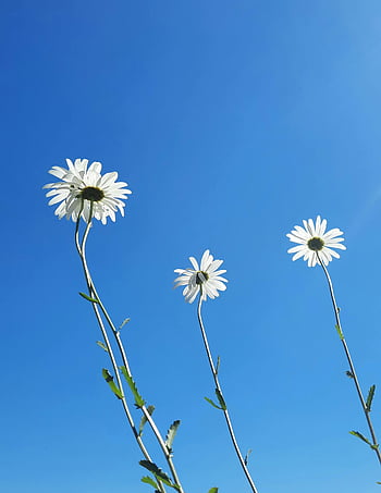 hvide tusindfryd blomster, lavvinkelfotografering, Minimalistisk fangst, lyse blå himmel, enkelhed, naturlige skønhed, Tre tusindfryd, udendørs blomster, Blå himmel baggrund, Blomster enkelhed, naturfotografering