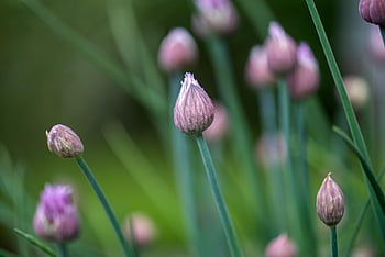 chives, the Grass Leeks, rushes, chive Flowers, allium Schoenoprasum, bud, aromatic Herbs, purple, herbs, vitamins, food