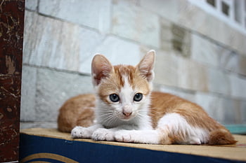 Những、 チュー、 めお、 ホアン、 猫