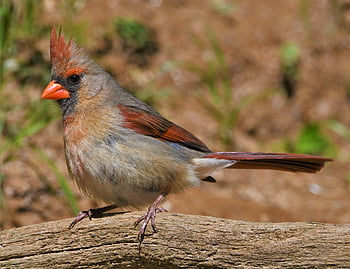bird, redbird, cardinal, songbird, wildlife, nature, feathers, female, northern, branch, beak