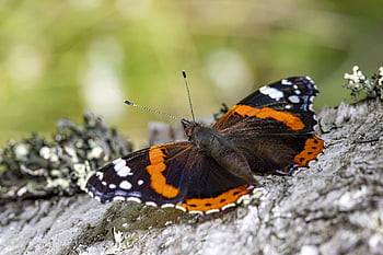 rød admiral, sommerfugl, insekt, vanessa atalanta, natur, tæt på