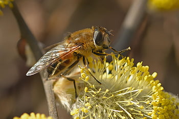 insekt, Bie, entomologi, vill bi, nærbilde, pollinering, blomstre, blomst, hage, natur
