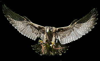 ファルコン、 アプローチ、 獲物、 把握、 猛禽類、 野生動物、 羽毛、 鳥、 自然、 くちばし、 動物