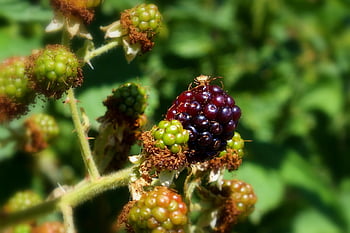 blackberry, raspberry, rubus, berry, tire, bush Fruit, organic, fresh, nature, food, thorns