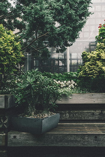 green plant, peaceful garden, wooden bench, bonsai tree, lush greenery, outdoor scene, natural setting, garden bench, potted plant, urban garden, greenery background