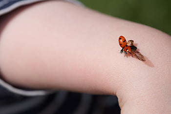 coccinella, insetto, scarafaggio, volante, coccinella fortunata, fortuna, braccio, Ali, natura