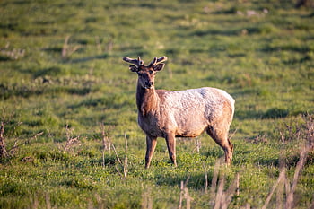 elk, zvíře, volně žijících živočichů, mladý, savec, safari, Příroda, divočina, býložravec, tráva, místo výskytu