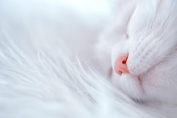 고양이, 자다, 동물, 잠자는 고양이, 착한 애, 모호한, 자연, 단, 앙고라, 눈, 꿈꾸는 듯한