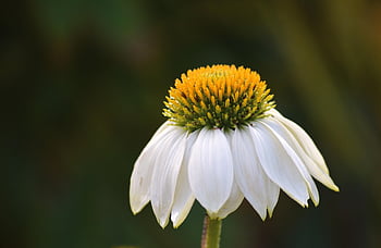 coneflower, fiore bianco, fioritura, giardino, fiore, echinacea a fiori bianchi, sfondo di fiori, pianta medicinale, avvicinamento, echinacea purpurea, flora