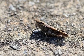 saranče, silnice doména kobylka, Locust Grasshopper, hmyz, Chyba, Příroda, makro, připevnit, arboretum