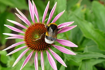 Echinacea viola, echinacea purpurea, famiglia composita, Asteraceae, pianta, fiore, flora, natura, bombo, insetto, nettare
