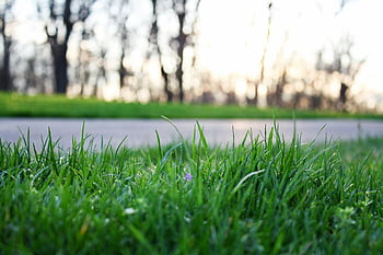 green grass, vibrant grass, close-up grass, outdoor setting, blurred trees, serene setting, natural landscape, grass texture, greenery, nature photography, soft focus