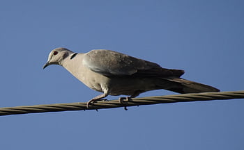 Vogel, Natur, Taube, Eurasische Türkentaube, Streptopelia decaocto, Kragentaube, Ring Taube, Fauna, Tierwelt, Jaipur, Indien