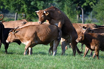 krávy, skotu, rohy, páření, zvířat, hovězí, hospodářských zvířat, savců, hospodařit, venkovský, zemědělství