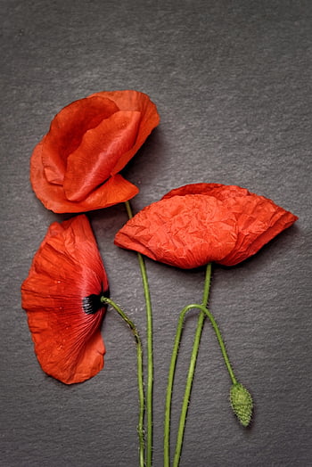 poppies, flora, red Poppies, red Flowers, petals, the Petals Of The Red, bloom, decoration, product Photo