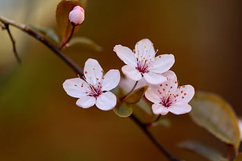 ornamental Plum, plum Blossom, petals, pink Flowers, flowering Branch, spring, botany, nature, blossoms