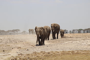elephants, animal, africa, safari, nature, kenya, wilderness