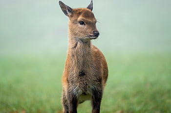 fawn, deer, pasture, roe Deer, fallow Deer, young Animal, animal, mammal, wildlife, cute, fog