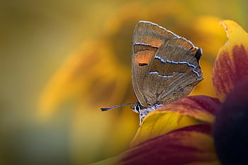 Hnědý vodní kapitol, motýl, hmyz, fauna, Příroda, zblízka, thecla betulae, motýlí křídla, okřídlený hmyz