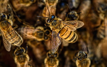 bees, wings, insects, honey, nature, pollination, pollen, honeycomb, yellow, hive, beehive