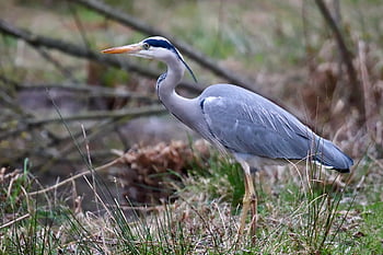 heron, grey Heron, bird, plumage, beak, nature, ardea Cinerea
