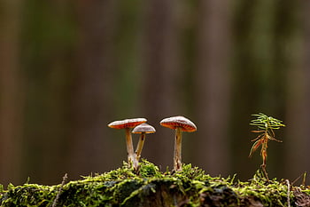 гъби, мъх, гора, отровни гъби, гъбички, горски гъби, токсичен, природа, близък план