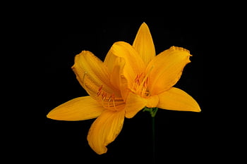 flowers, lilies, day-lily, nature, orange Flowers, petals, bud, beautiful Flowers, mac Wallpaper, garden Flowers, Wallpaper 1920x1080