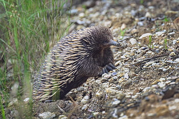 echidna, short-beaked Echidna, monotreme, mammal, egg-laying Mammal, tachyglossus Aculeatus, spiny Anteater, spiky, prickly, nature, outdoors