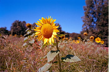 sunflower, field, blue sky, bright blooms, clear sky, summer landscape, rural scene, outdoor nature, yellow flower, natural beauty, countryside view
