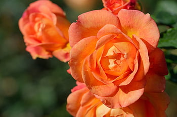 flowers, roses, hd Wallpaper, petals, plant, colourful, macro, flora, close-up, wallpaper, background