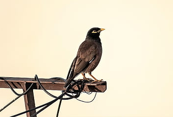 fugl, myna, ornitologi, arter, fauna, aviær, dyr, næb, dyreliv, mynah, natur