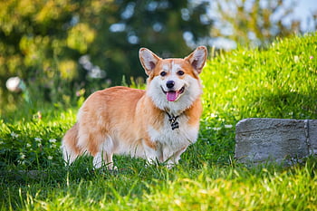 pembroke welsh corgi, Pes, domácí zvíře, corgi, zvíře, psí, domácí pes, čistokrevný, roztomilý, rozkošný, šťastný
