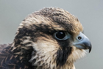 kuş, ornitoloji, doğa, yaban hayatı, açık havada, tüyler, falco peregrinus, raptor, yırtıcı kuş, Alaca şahin, kadın