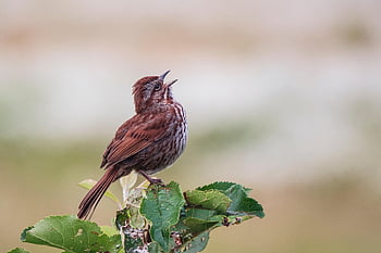passero, canzone, cantando, bocca, uccello, natura, pianta, arroccato, animale