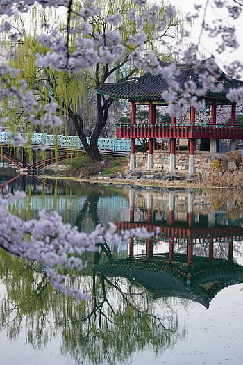 韓国、 伝統的な家、 花の背景、 伝統的な、 家、 残念な設定、 タイルハウス、 ハノク、 村、 大韓民国、 美しい花