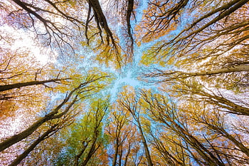 Bäume, Baumkrone, Wald, Geäst, Buche, Laub, Natur, Umgebung, Herbst