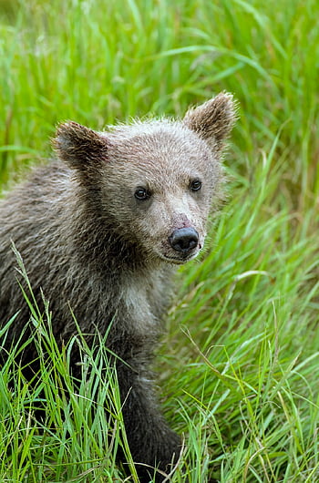harmaakarhu, luonto, karhu, eläimet, Alaska, ulkona, nisäkäs, saalistaja, metsästäjä, villieläimet, Sue Drafahl