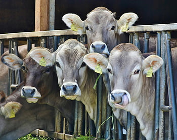 vacas, rieles de metal negro, granero, etiquetas de oreja, comiendo hierba, de cerca, vacas marrones, animales de granja, ganado, agricultura, vacas lecheras