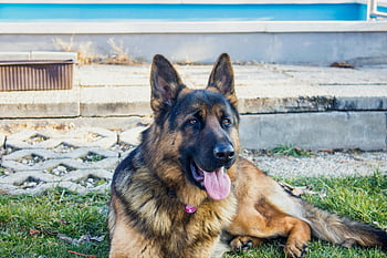 German Shepherd, lying on grass, outdoor, calm dog, iconic features, pet photography, dog portrait, garden scene, relaxed dog, pet outdoors, grassy area