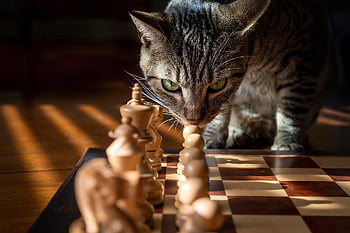 soriano, gatto, scacchi, gioco, strategia, animale domestico, gatto soriano, gatto a strisce, natura, animale, gatto domestico
