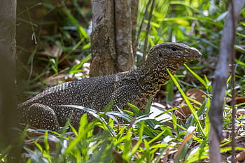 asijské vodní monitor, krutý, puntíkovaný, Austrálie, tropické klima, plazení, dráp, ohrožené druhy, zoologie, Thajsko, plaz